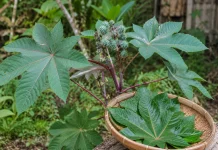 Dipakai Sebagai Obat Tradisional, Daun Jarak ternyata Punya Banyak Manfaat