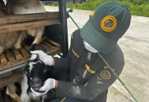 Jamin Keamanan Pangan Iduladha, Karantina Jambi Gencar Edukasi Pengusaha Ternak