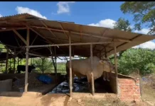 Kucai Menjadi Sapi Brahman, Calon Hewan Kurban Presiden untuk Warga Palmerah