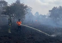 BPBD Tanjab Barat Fokus Antisipasi Karhutla Menjelang Musim Kemarau