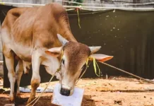 Tata Cara Penyembelihan Hewan Qurban