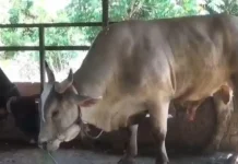 Cerita Peternak Jambi Tak Menyangka Sapi Rawatannya Dipilih Presiden