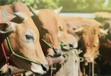 Ciri-Ciri Hewan yang Layak untuk Qurban