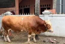 1.098 Ekor Sapi Banpres untuk Qurban Dibagikan ke 552 Daerah