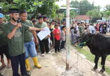 Iduladha, PHR Zona 1 Salurkan Puluhan Hewan Kurban di Sumatera