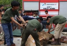 Pekerja Migas dan Warga Jambi Gotong Royong Sembelih Hewan Kurban