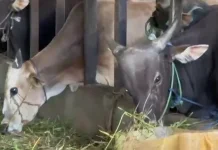 Disnak Sarolangun Catat terjadi Peningkatan Hewan Kurban Tahun Ini