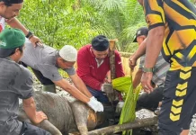 Polres Muaro Jambi Laksanakan Pemotongan Hewan Kurban