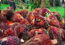Dampak Perubahan Ekspor Cpo satu Pintu Melalui Danantara bagi Provinsi Jambi