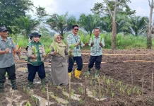Tahun ini, DPKP Kota Jambi targetkan luas tambah tanam padi 538 HA