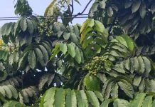 Matoa Buah yang Unik dengan Varian Rasa Seperti Durian