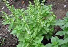 Herbal Bantu Turunkan Berat Badan dengan Cepat