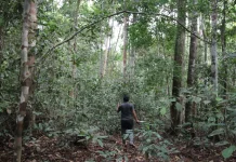 KKI Warsi PETI Jadi Ancaman Serius Bagi Hutan di Jambi