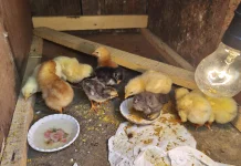Ayam Broiler Memiliki Masa Panen Cepat dengan Pakan Tepat