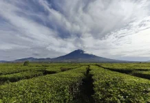 Indonesia Merupakan Penghasil Teh yang Cukup Tinggi dari Berbagai Daerah