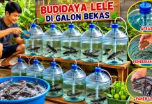 Cara Memelihara Ikan Lele di Galon Bekas