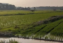 Petani Muara Sebo Ilir Percepat Tanam Padi Antisipasi Musim Kemarau