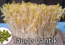 Bisnis Toge Kacang Hijau Organik Peluang Usaha Mikro