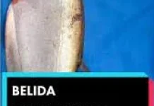 Mengenal Ikan Belida Predator Purba Perairan