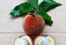Mengenal Apel Beludru Asli Indonesia