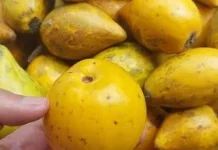 Buah Alkesa Segudang Manfaat