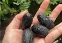 Mengenal Buah Langka Kalimantan dengan Cita Rasa Mentega