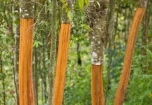 Kebun Kayu Manis sebagai Investasi Jangka Panjang