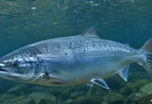 Jenis ikan yang Bagus dibeli saat Beku