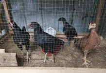 Sayuran yang Direkomendasikan untuk Pakan Ayam Kampung agar Tetap Sehat