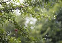 Selama 52 Tahun Jambi telah Kehilangan sekitar 2,5 juta Hektare Hutan