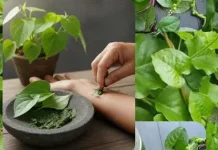 Rahasia Zat Aktif Daun Binahong