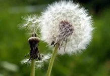 Mengenal dari manfaat Bunga Dandelion