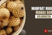 Fakta buah Manau