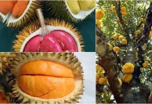 Perbedaan Buah Lai yang  Mirip Durian
