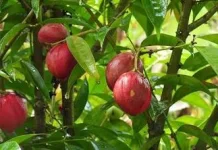 Mitos atau Fakta Buah Simalakama