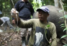 Anak Gajah Terjerat Sling Baja di TN Bukit Tigapuluh