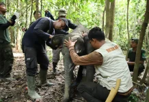 BKSDA Jambi Temukan Pagar Listrik Tegangan Tinggi di TN Bukit Tigapuluh