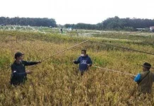 Pemkab Muara Jambi Komitmen Tingkatkan Hasil produksi Padi