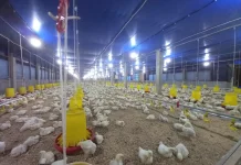 MBG Tingkatkan Permintaan Ayam Broiler
