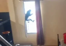 Petugas Damkar Evakuasi Dua Ekor Lutung
