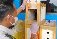 Perkuat Biosekuriti Karantina Jambi Perketat Pengawasan Pemasukan Ayam Bangkok