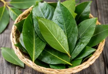 Daun Salam Mengandung Senyawa yang Berpotensi Memberikan Manfaat bagi Kesehatan