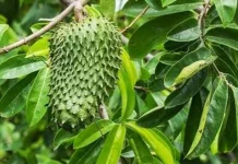 Manfaat Daun Sirsak, Bantu Hambat Pertumbuhan Sel Kanker