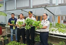 Hijaukan Lapas, Pakcoy Hidroponik Lapas Sarolangun Perkuat Ketahanan Pangan