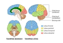 Melatih Aktivitas Tertentu dapat Mempertajam Karakteristik Spesifik Otak