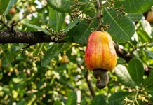 Jambu Mete Buah Unik dengan Biji Bernilai Tinggi