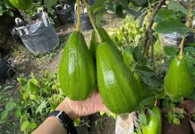 Buah yang Baik untuk Kulit