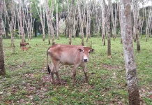 Kemarau Belum Berdampak Signifikan terhadap Pakan Ternak di Sarolangun