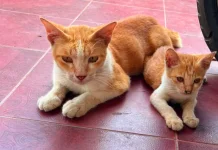 Sambut HUT RI Disnak Sarolangun Gelar Sterilisasi Kucing Kampung Bersubsidi