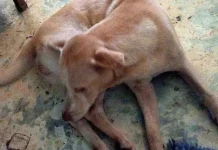 Cegah Rabies Disnak Sarolangun Program Vaksinasi Rabies
